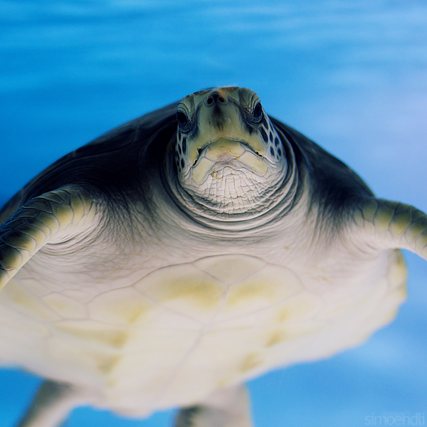 turtle. by simoendli