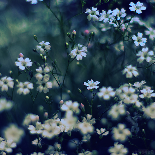 carpet of flowers. by simoendli