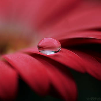 pink drop. by simoendli