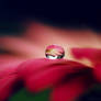 gerbera droplet.