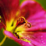 stamp with ant.