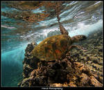 Turtle Time by manaphoto