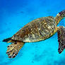 Hawaiian Turtle
