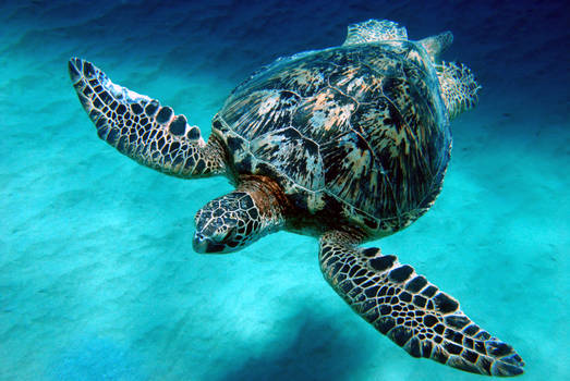 Majestic Turtle