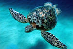 Majestic Turtle by manaphoto