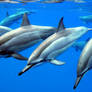 Blue Water Dolphins