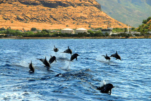 They Love To Surf