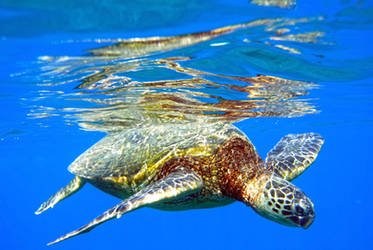 Ocean Turtle