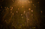 Life Source by Baz135