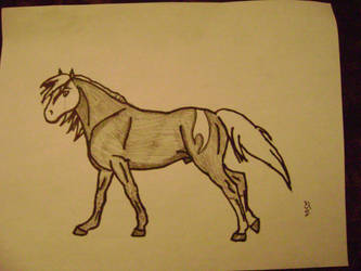 unknown stallion