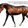 dapple bay arabian horse precut