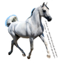 Grey Arabian Trotting Precut