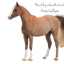 Chestnut Rabicano Arabian Horse Precut