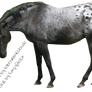 Appaloosa Precut