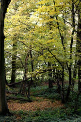 Autumn filled the forest