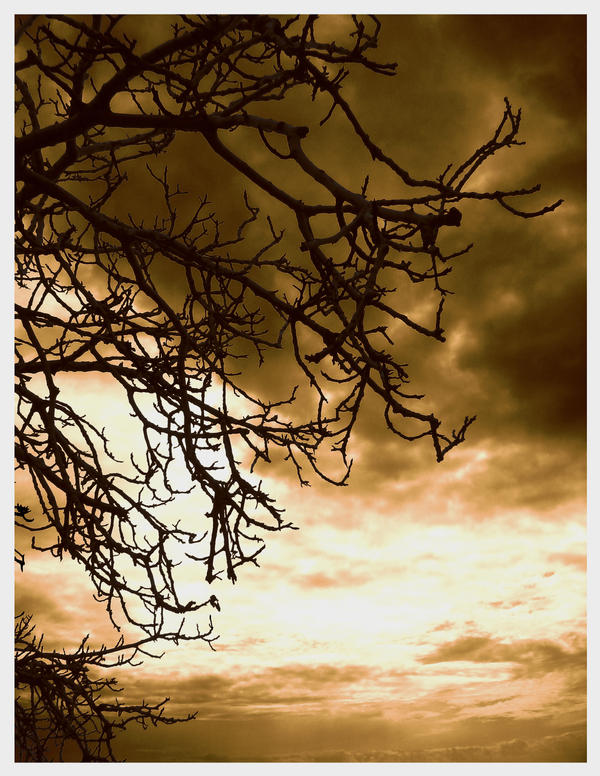 Branches of the Sky