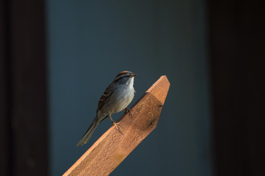 Wren