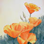 California Wild Poppies