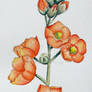 Desert Globe Mallow