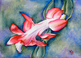Christmas Cactus IV