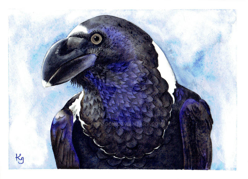 African White-Necked Raven