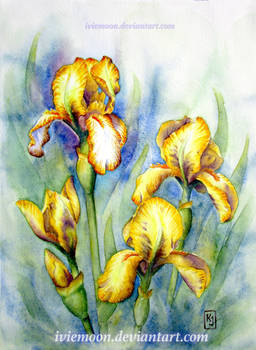 Golden Irises