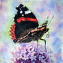 Red Admiral and Purpletop Vervain