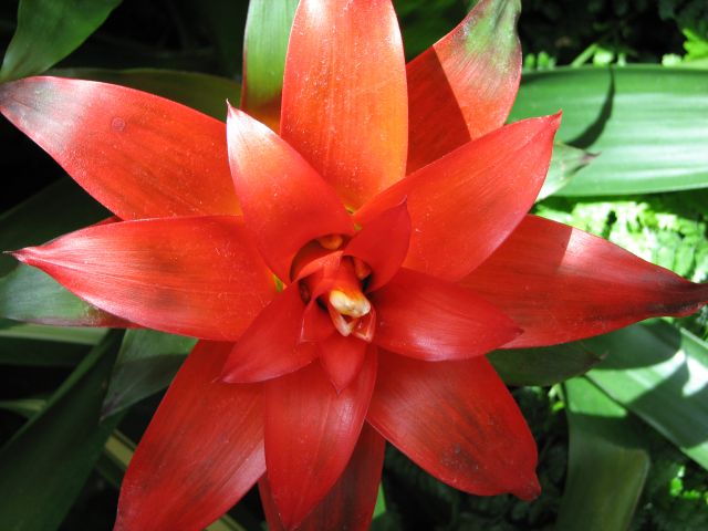 Orange Bromeliad