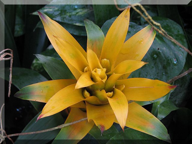 Yellow Bromeliad