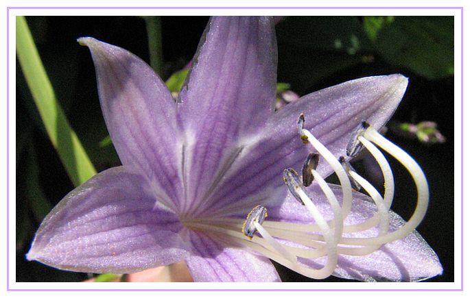 Hosta Flower