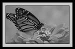 Monarch 5-BW by picworth1000wrds
