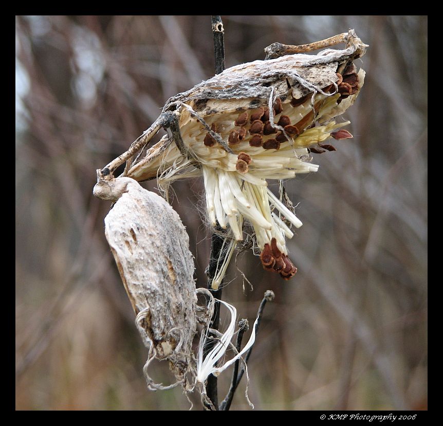 Milkweeds