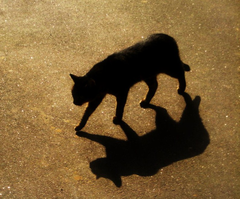 cat's shadow