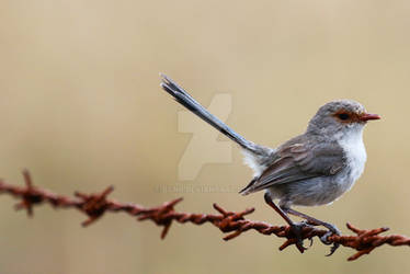 Splendid Fairy Wren