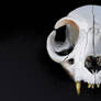 Cat Cranium, Anterior