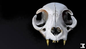 Cat Cranium, Anterior