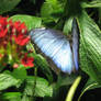 Blue Butterfly