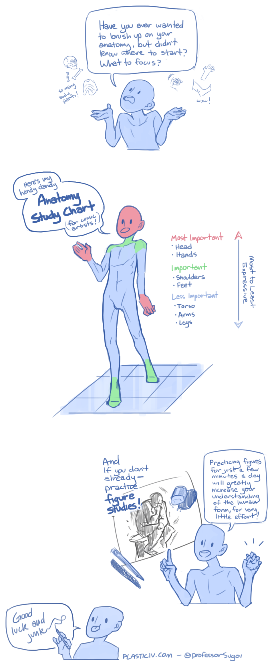 Anatomy Study Tips