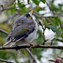 Baby Noisy Miner