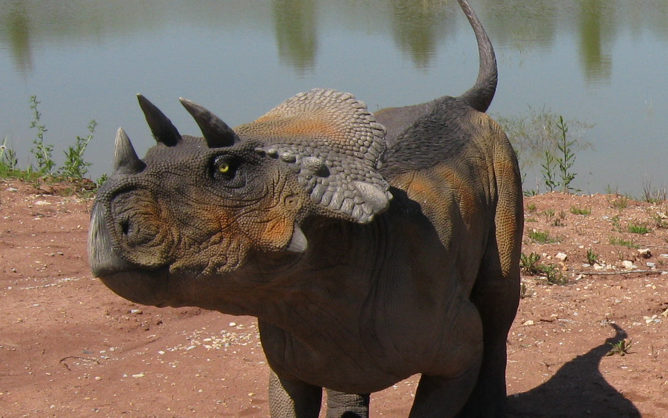 Avaceratops 1