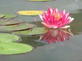 Waterlily 5
