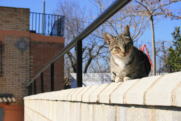 Gato en tapia