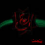 black rose