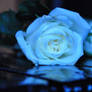 white blue rose II stock
