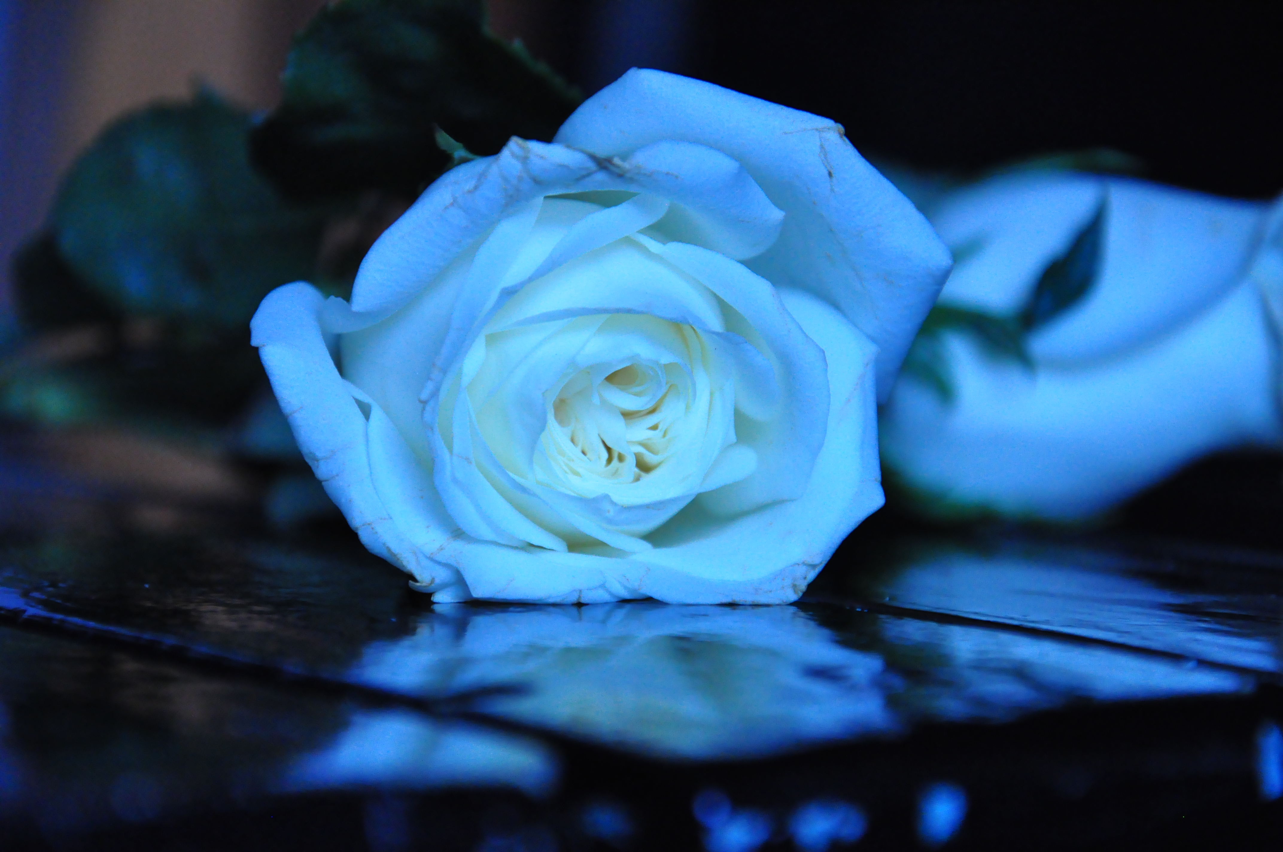 white blue rose II stock