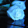 white blue rose III stock