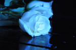white blue rose III stock
