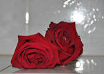 Red roses II stock by StarsColdNight