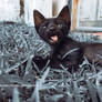 Leo panther