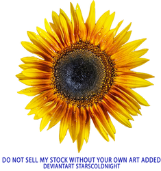 sunflower head PNG stock by starscoldnight